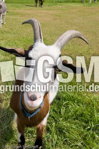 Ziege (15 von 17).jpg